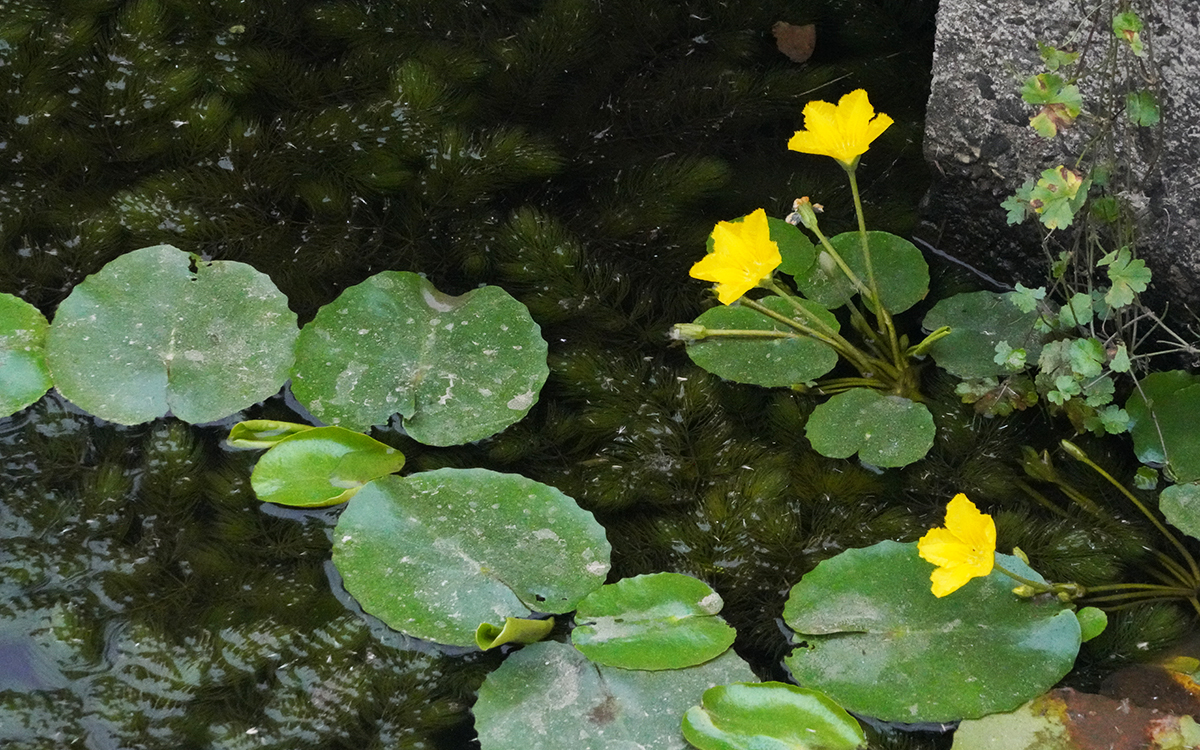 アサザの花とハゴロモモ