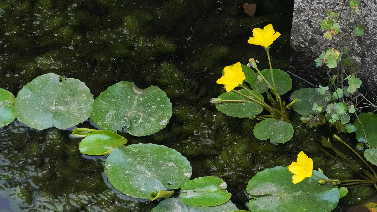 アサザの花とハゴロモモ