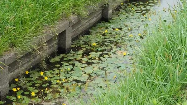 神栖市の外浪逆浦用水路のアサザ