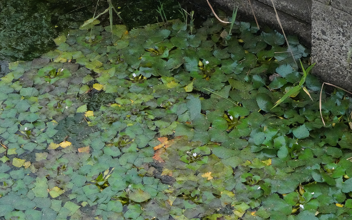 茨城県神栖市の水路のヒシとハゴロモモ