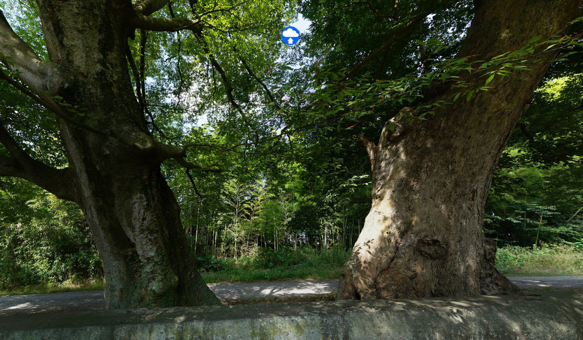 つくば市巨木おすすめ観光スポットの金村別雷神社のエノキVRツアー