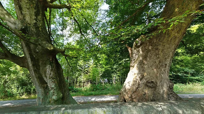 つくば市巨木おすすめスポットの金村別雷神社のエノキ