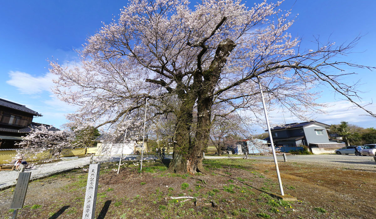 坂東市おすすめ観光スポットの歓喜寺の江戸彼岸桜の案内VRツアー