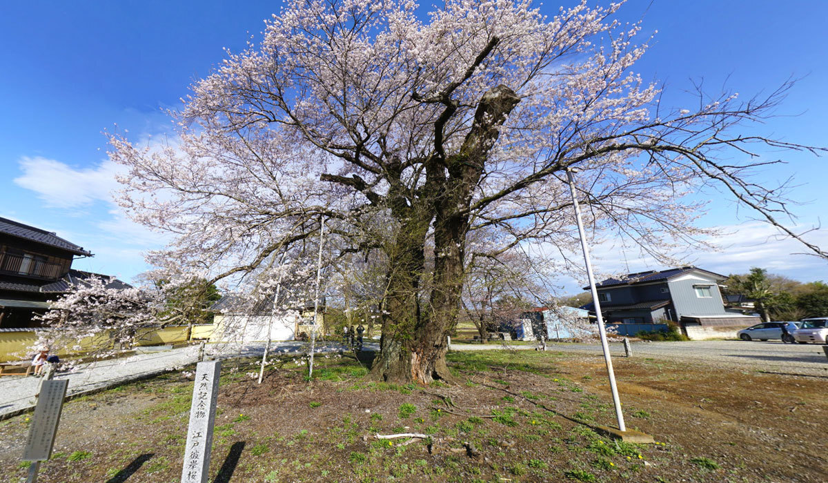 坂東市の桜の名所の歓喜寺の江戸彼岸桜