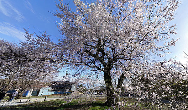 茨城県坂東市の歓喜寺の江戸彼岸桜
