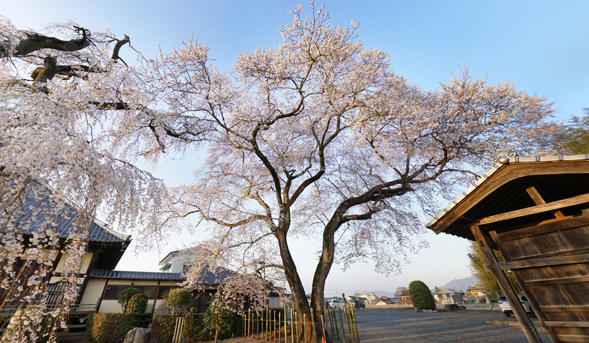 下妻市の花見おすすめスポットの観音寺の桜