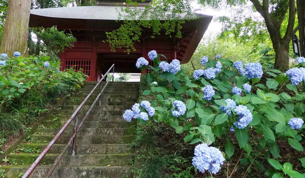 茨城県の花・モミジ等の観音寺