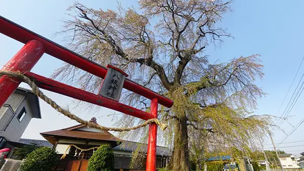 茨城県笠間市の下市毛八坂神社のしだれ桜の開花写真