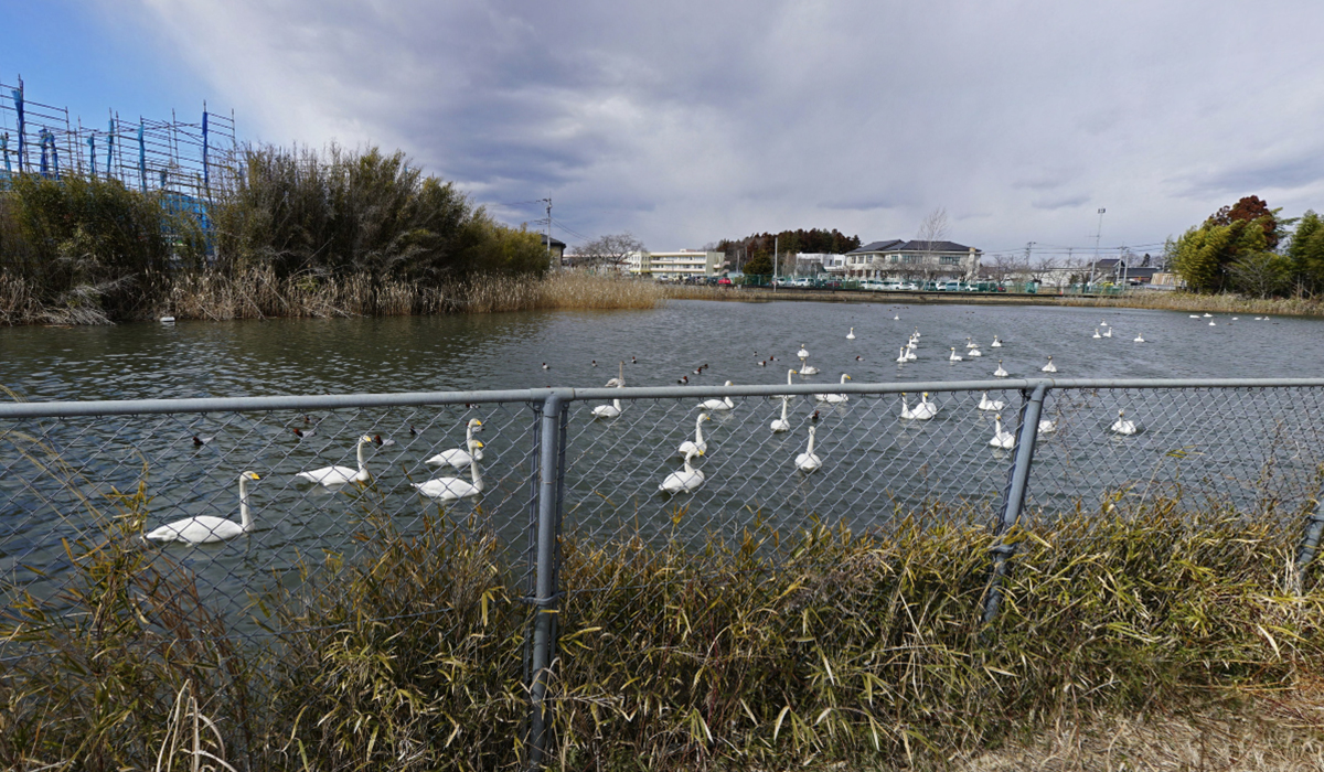 笠間市の白鳥飛来地・二つ池の東側の白鳥の様子