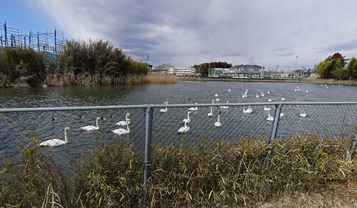 茨城県笠間市の白鳥飛来地・二つ池の東側からの白鳥