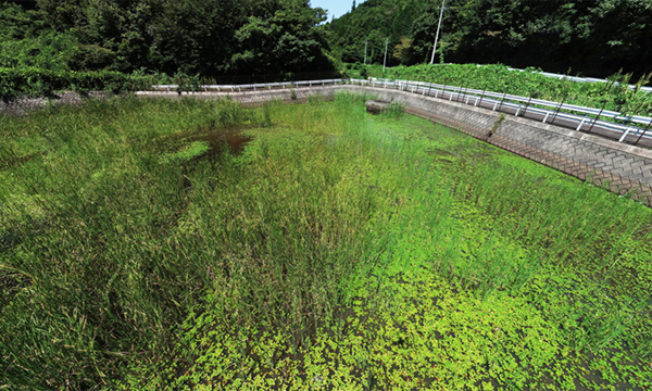 茨城県笠間市本土のアサザ群生池の空撮写真