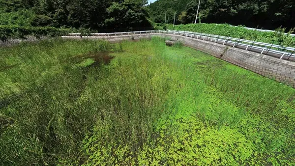 本土のアサザ群生池