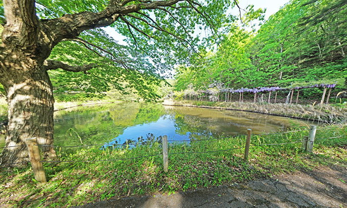 茨城県笠間市おすすめ観光スポットの北山公園・中池の藤棚