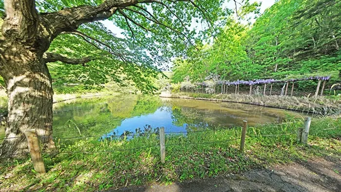 茨城県笠間市おすすめ観光スポットの北山公園・中池の藤棚