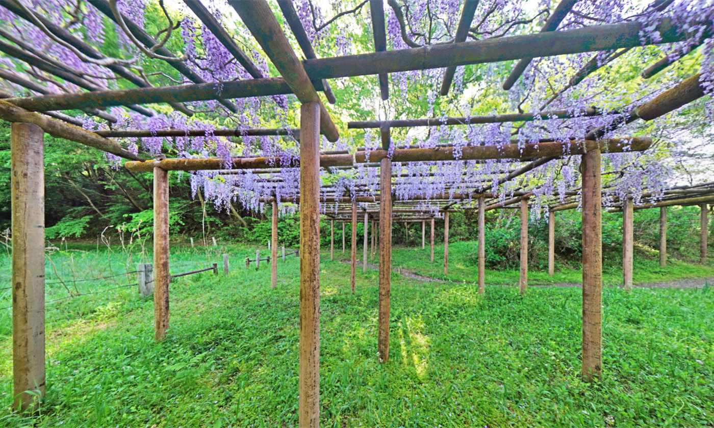 茨城県笠間市北山公園・中池の藤棚の観光VRツアー