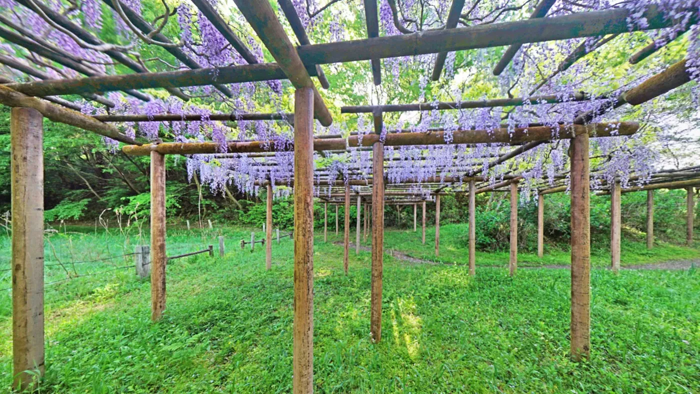 茨城県笠間市北山公園・中池の藤棚の観光VRツアー