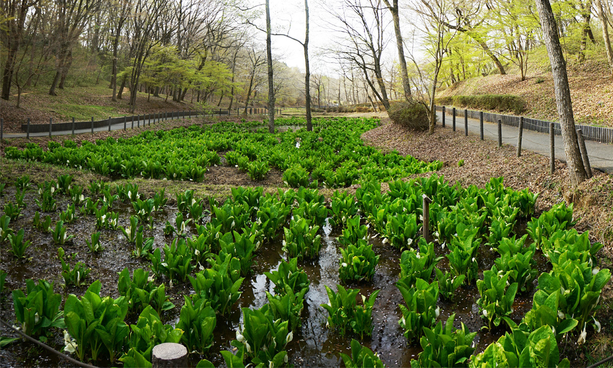 茨城県笠間市の北山公園・湿性生態園の水芭蕉の様子