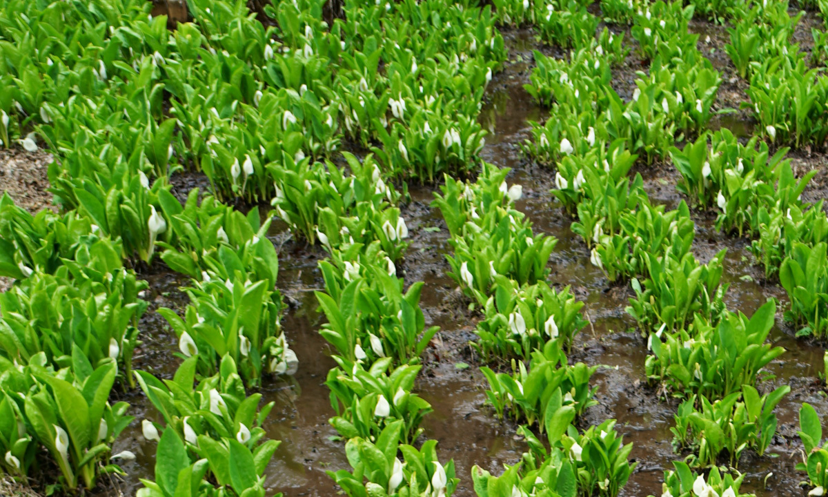  茨城県笠間市の北山公園の水芭蕉群生地