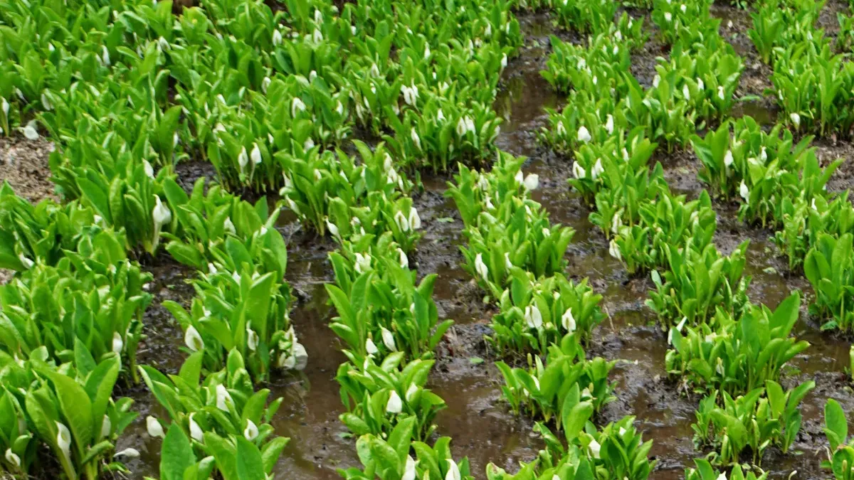  茨城県笠間市の北山公園の水芭蕉群生地