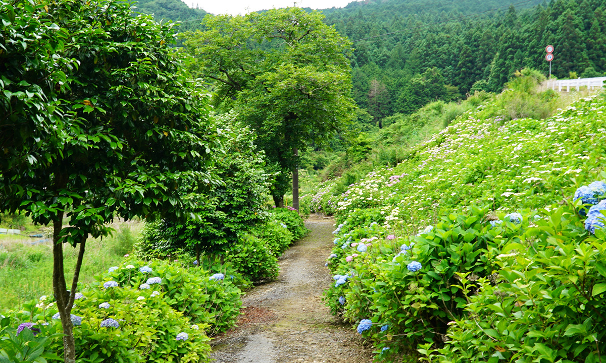 南指原ほたるの里のアジサイ通路の開花状況