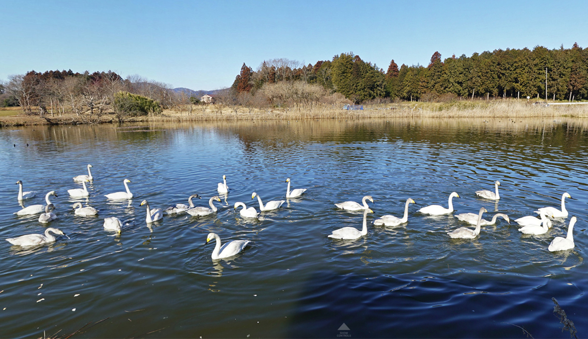 利助池の東側の白鳥