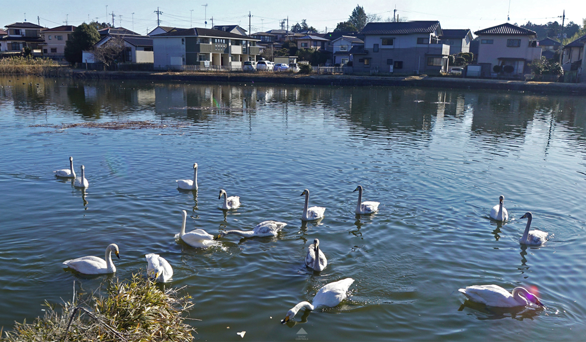 笠間市の利助池西岸からの白鳥