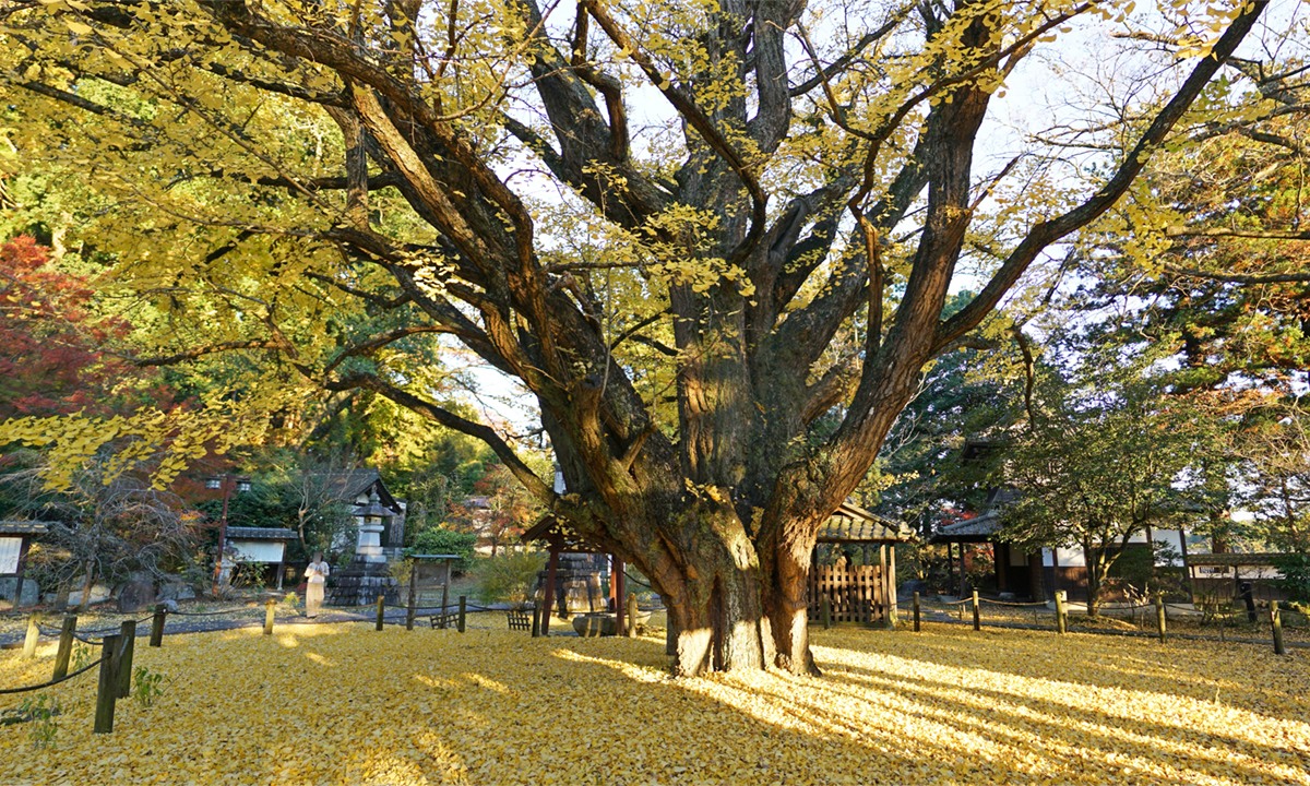稲田御房西門方向からのお葉つきイチョウの黄葉VRツアー