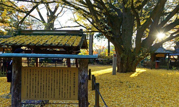 茨城県笠間市の稲田禅房西念寺のお葉付きイチョウ