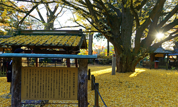 笠間市の稲田禅房西念寺のお葉つきイチョウ