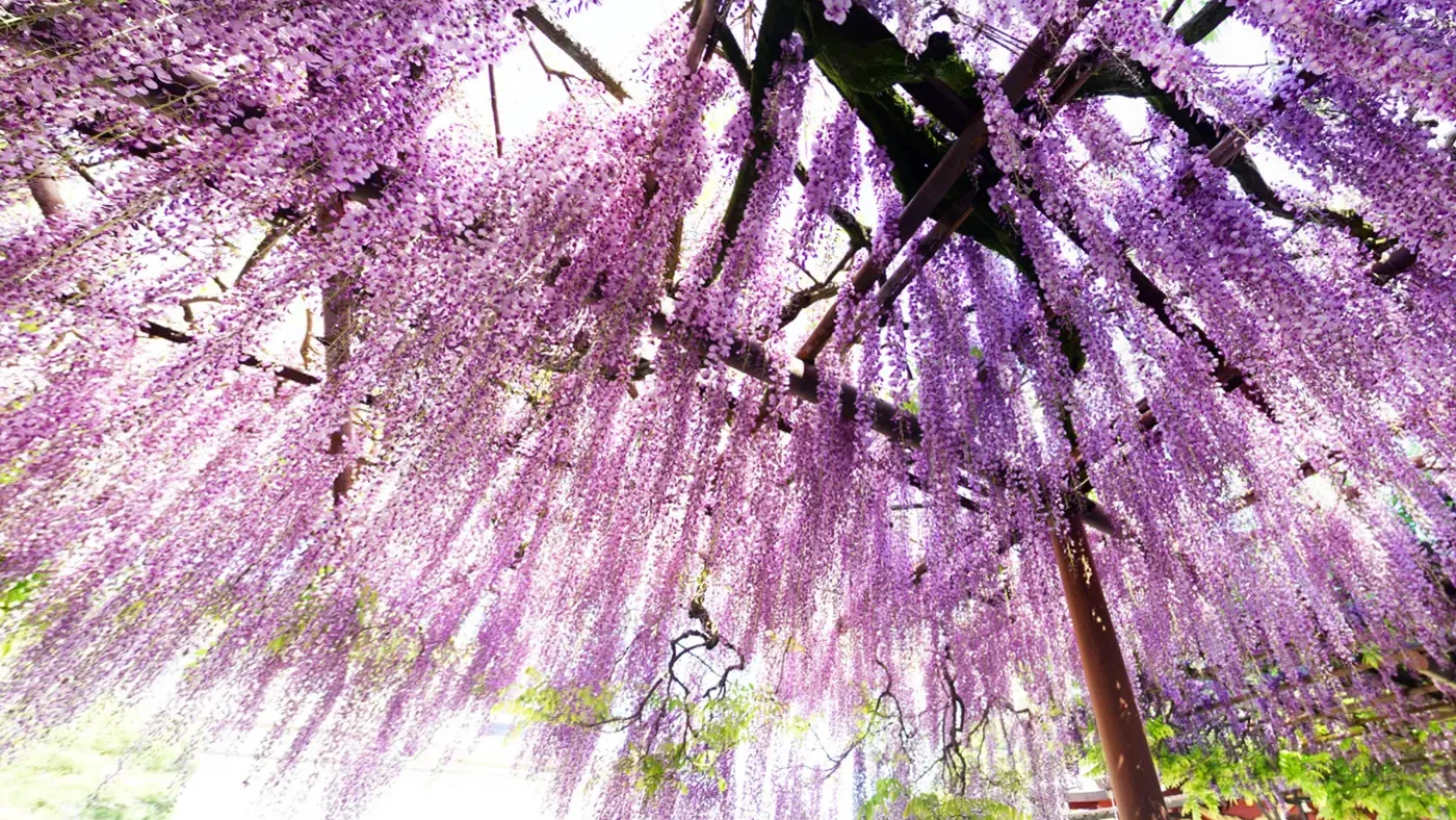 茨城県笠間市笠間稲荷神社の観光VRツアー