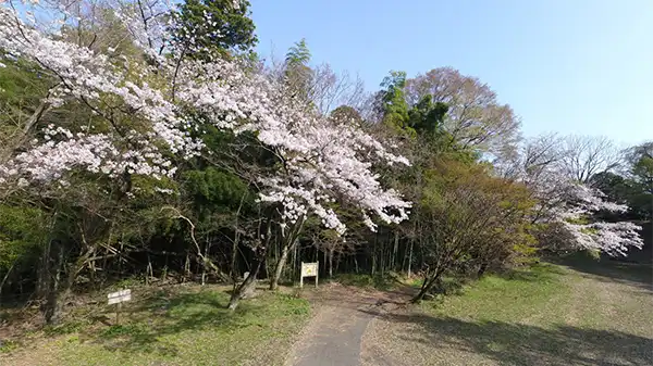 笠間市の笠間城跡の桜VRツアー
