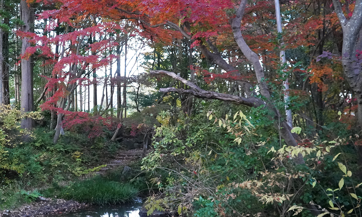茨城県のk些末運動公園・日本庭園北側の紅葉