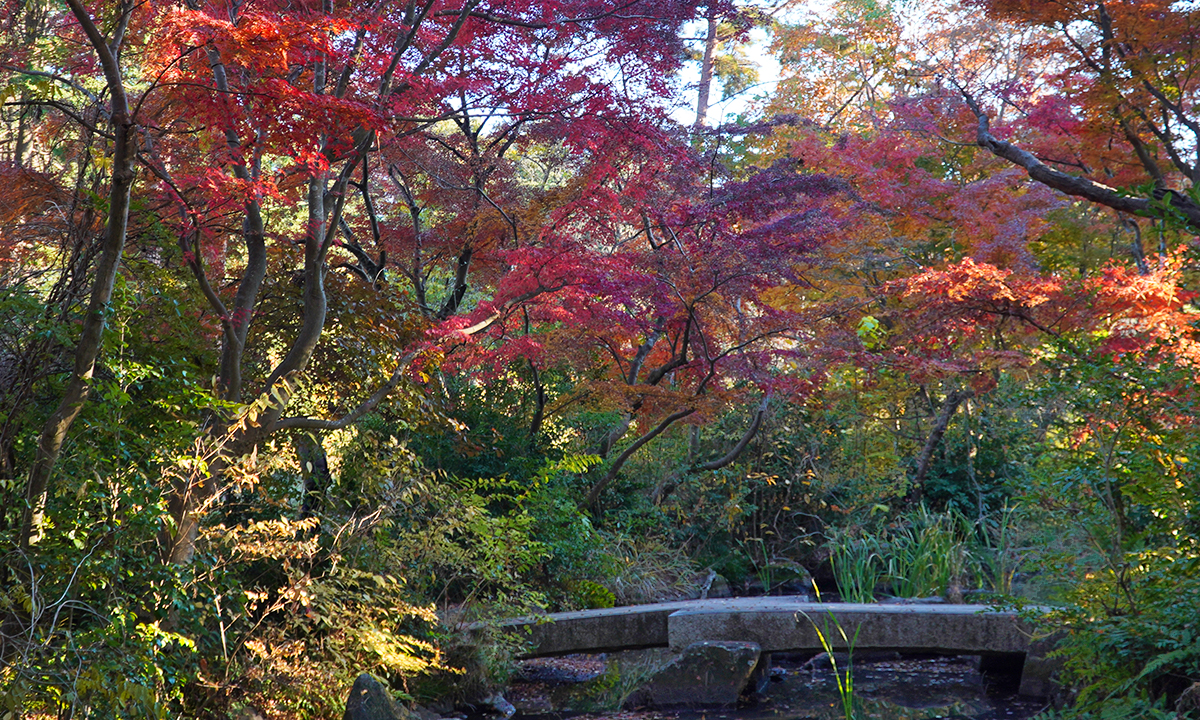 茨城県の笠松運動公園・日本庭園の中央の紅葉