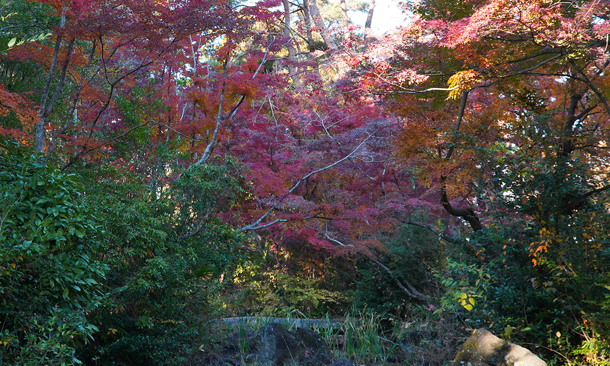 茨城県の笠松運動公園・日本庭園の南側のもみじの紅葉