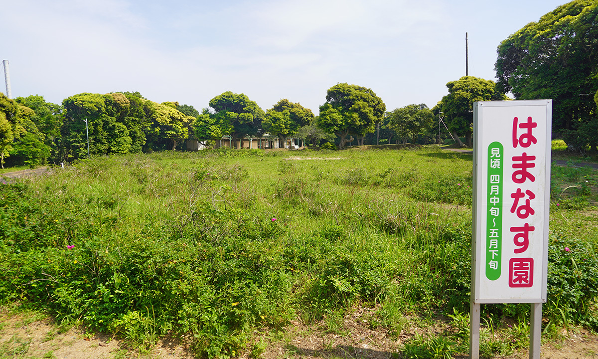 茨城県鹿嶋市の大野潮騒はまなす公園の観光案内