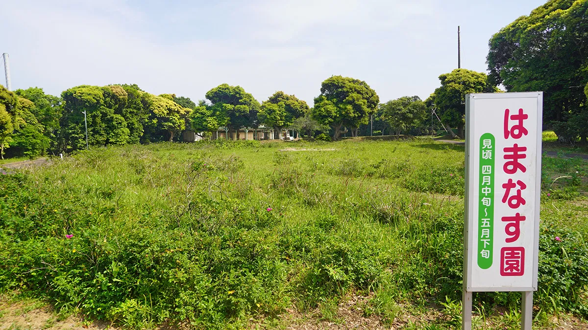 茨城県鹿嶋市の大野潮騒はまなす公園の観光案内