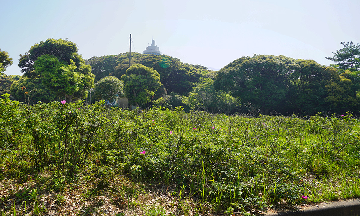 茨城県鹿嶋市大野潮騒はまなす公園の観光VRツアー7件