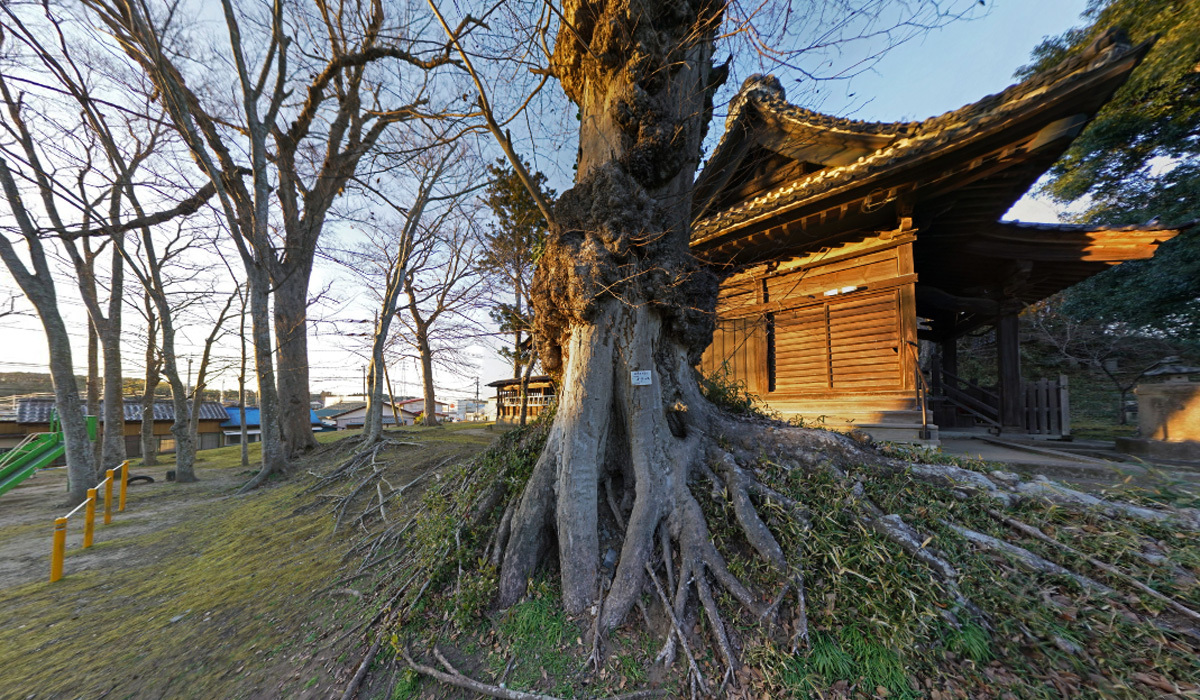 稲敷市おすすめ観光スポット鹿島神社の巨木