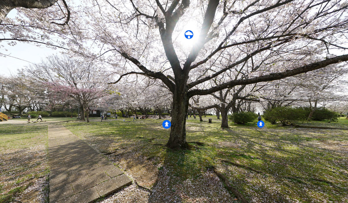 鹿嶋市観光名所・桜の花見名所の鹿島城山公園