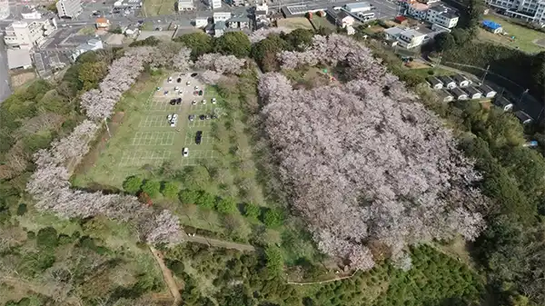 鹿島城山公園の桜の開花景観