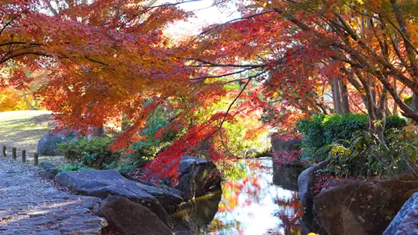 水郷の滝の小川の紅葉景観写真