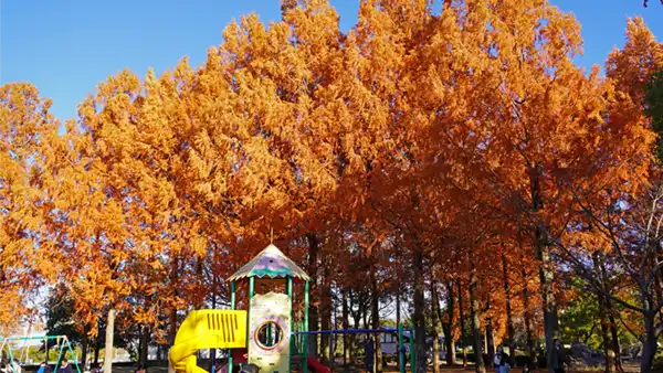 西側からのメタセコイヤ林の紅葉景観