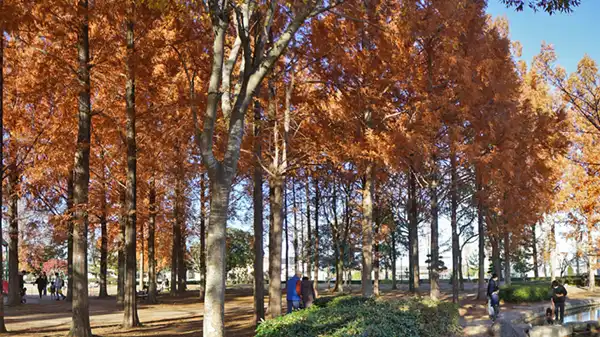 林間通路のメタセコイヤの紅葉景観写真