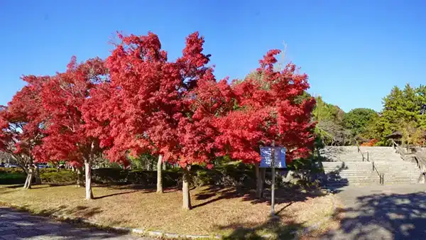 西口通リの左側(北側）の紅葉景観写真