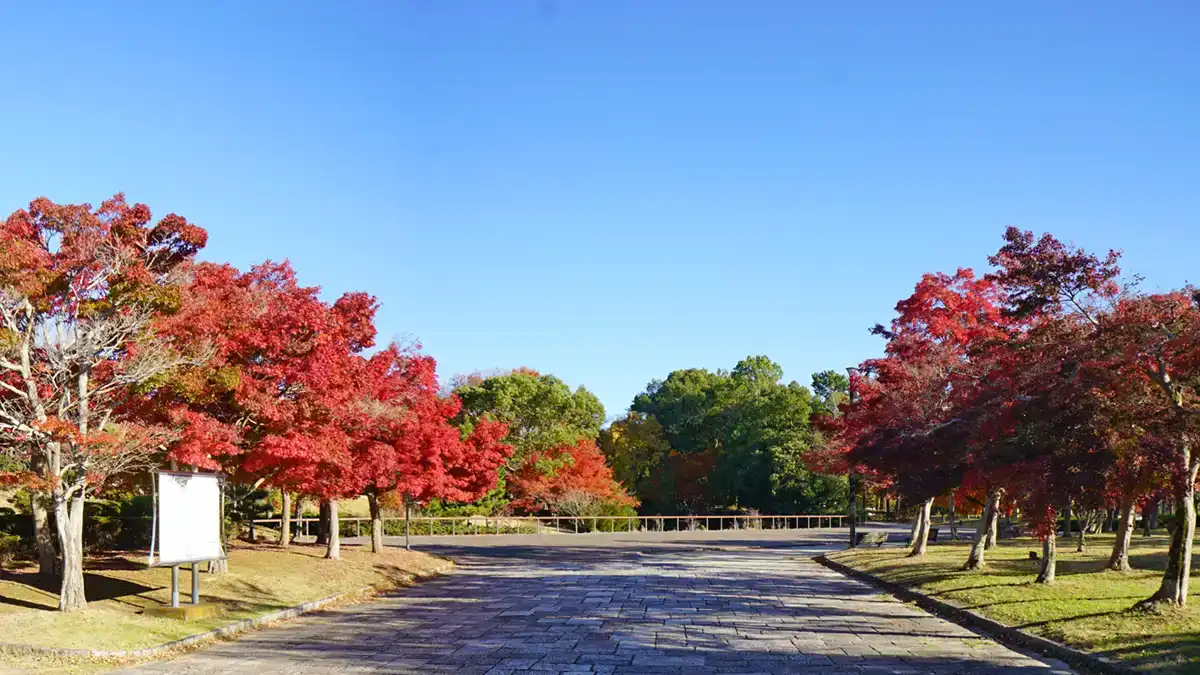 霞ヶ浦総合公園の西口の紅葉景観写真