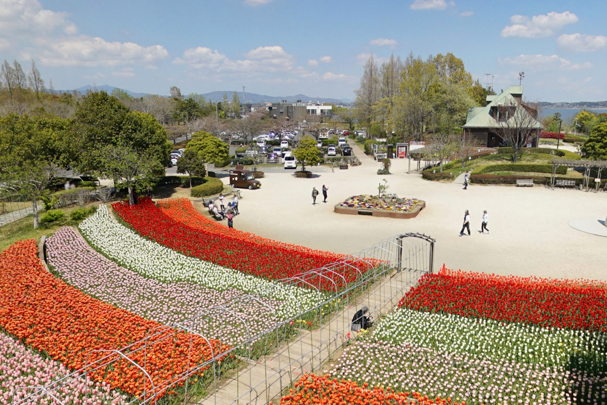 茨城県土浦市霞ヶ浦総合公園のチューリップ畑・展望台