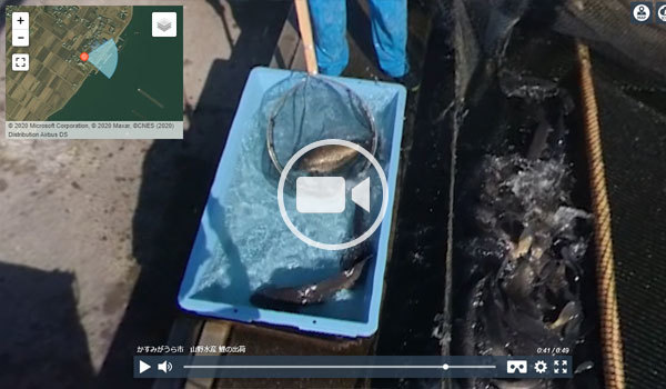 かすみがうら市山野水産の鯉の活魚出荷のVR動画