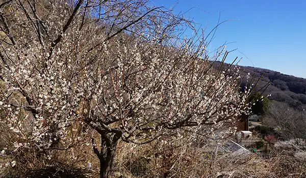 雪入ふれあいの里公園の登山口付近の白梅