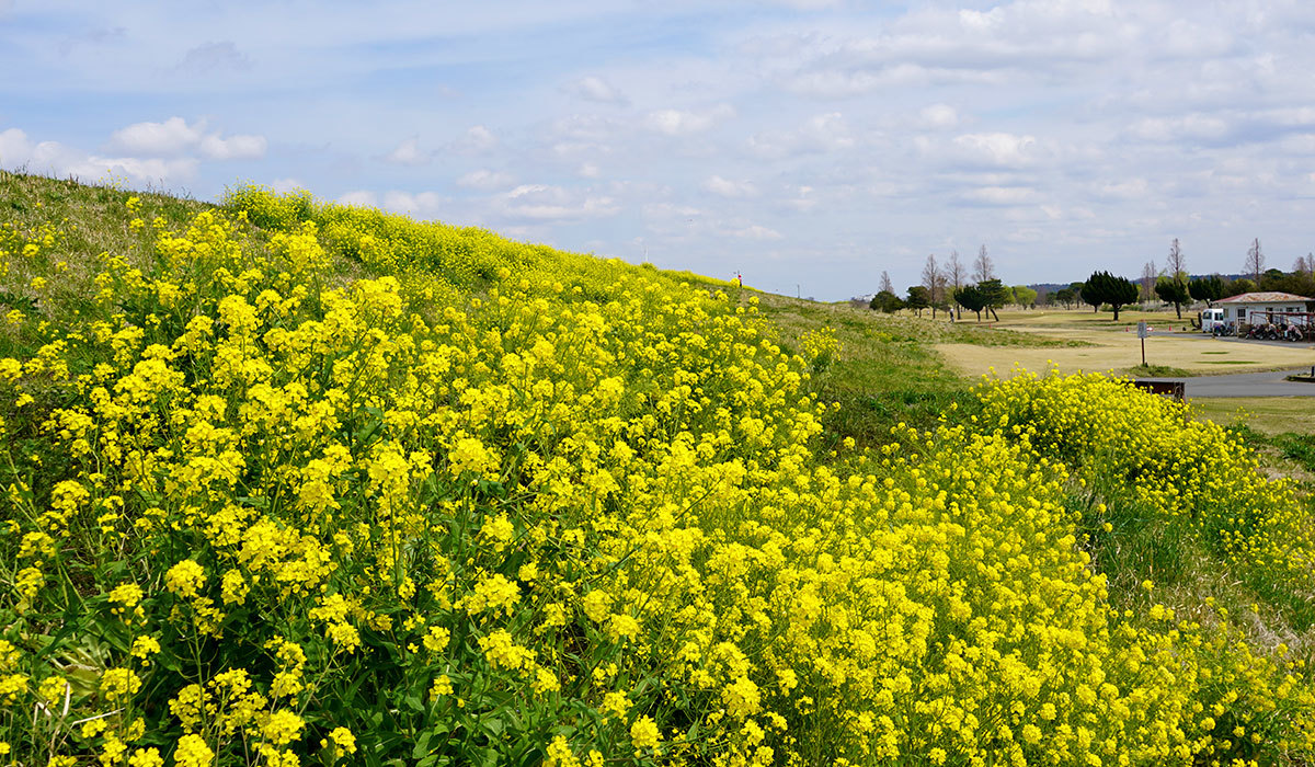 河内町の季節観光おすすめスポットの利根川堤防の菜の花