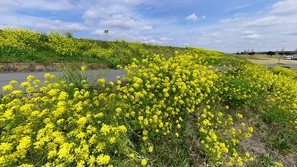 茨城県稲敷郡河内町の菜の花おすすめ観光スポットの利根川堤防